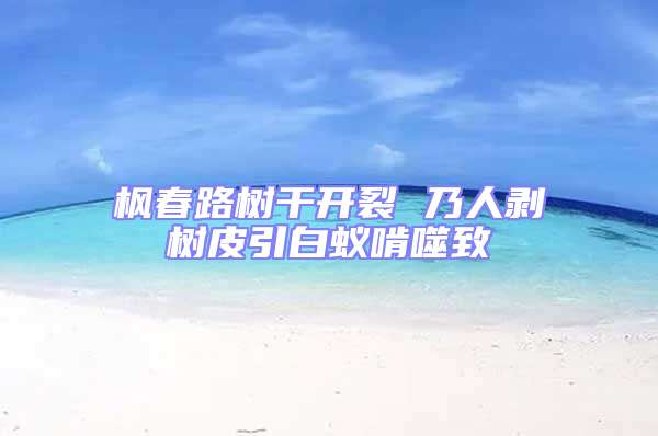 楓春路樹干開裂 乃人剝樹皮引白蟻啃噬致
