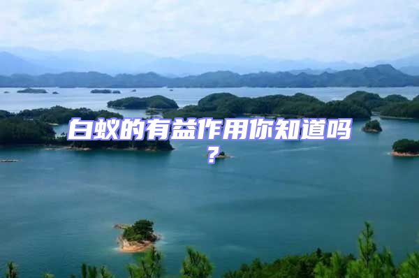 白蟻的有益作用你知道嗎？