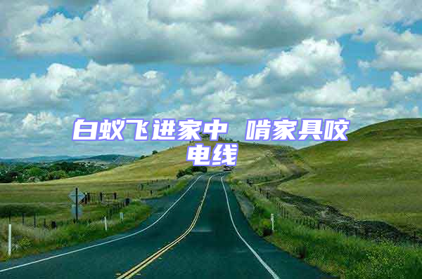 白蟻飛進(jìn)家中 啃家具咬電線