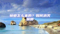 蟑螂怎么來的？如何消滅蟑螂