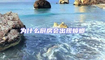 為什么廚房會出現蟑螂