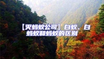 【滅螞蟻公司】白蟻、白螞蟻和螞蟻的區別