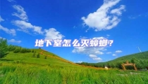 地下室怎么滅蟑螂？