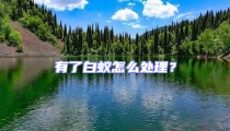 有了白蟻怎么處理？