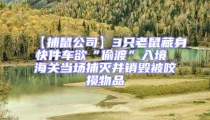 【捕鼠公司】3只老鼠藏身快件車欲“偷渡”入境 海關(guān)當場捕滅并銷毀被咬損物品