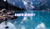 白蟻不是螞蟻？
