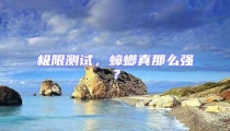 極限測(cè)試，蟑螂真那么強(qiáng)？