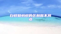 白蟻和螞蟻的區(qū)別和不同點(diǎn)