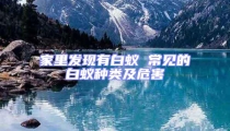 家里發(fā)現(xiàn)有白蟻 常見的白蟻種類及危害