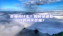 蒼蠅怕什么？如何快速有效的消滅蒼蠅？