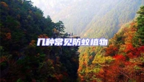 幾種常見防蚊植物