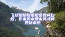 飛蟻翅膀脫落后會變成白蟻，你家的木質(zhì)家具或?qū)o法幸免